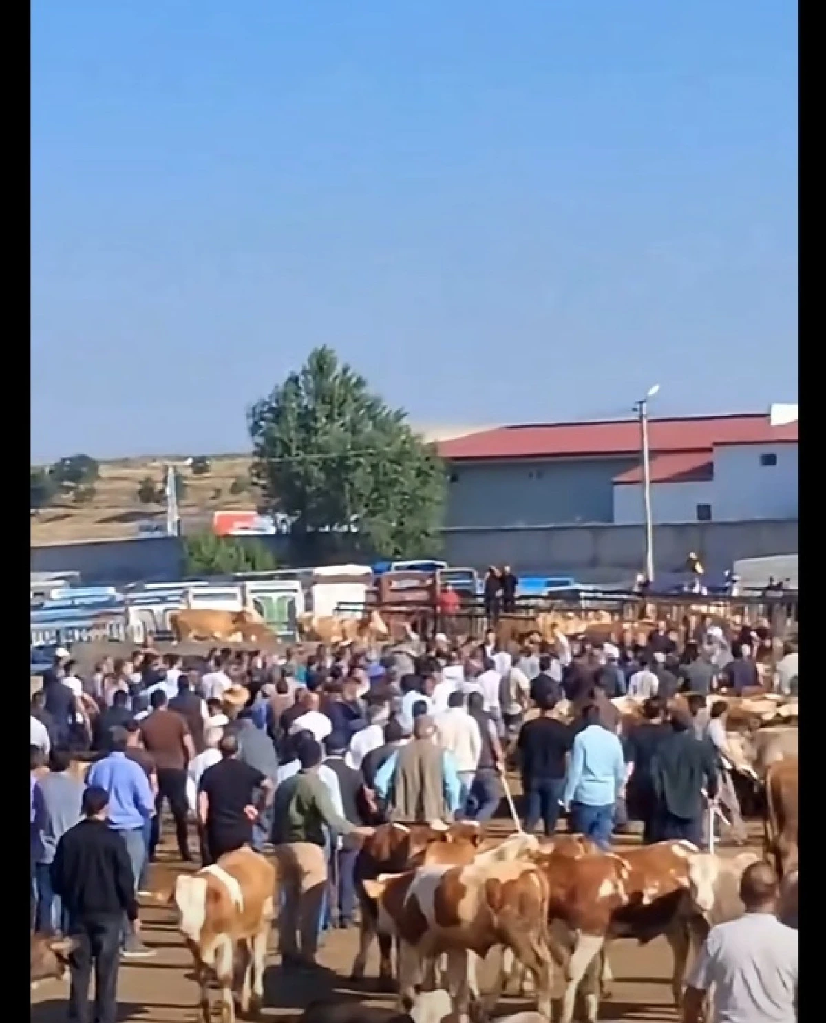 Ağrı Hayvan Borsası'nda Gergin Anlar: Sopalar Havada U&ccedil;uştu