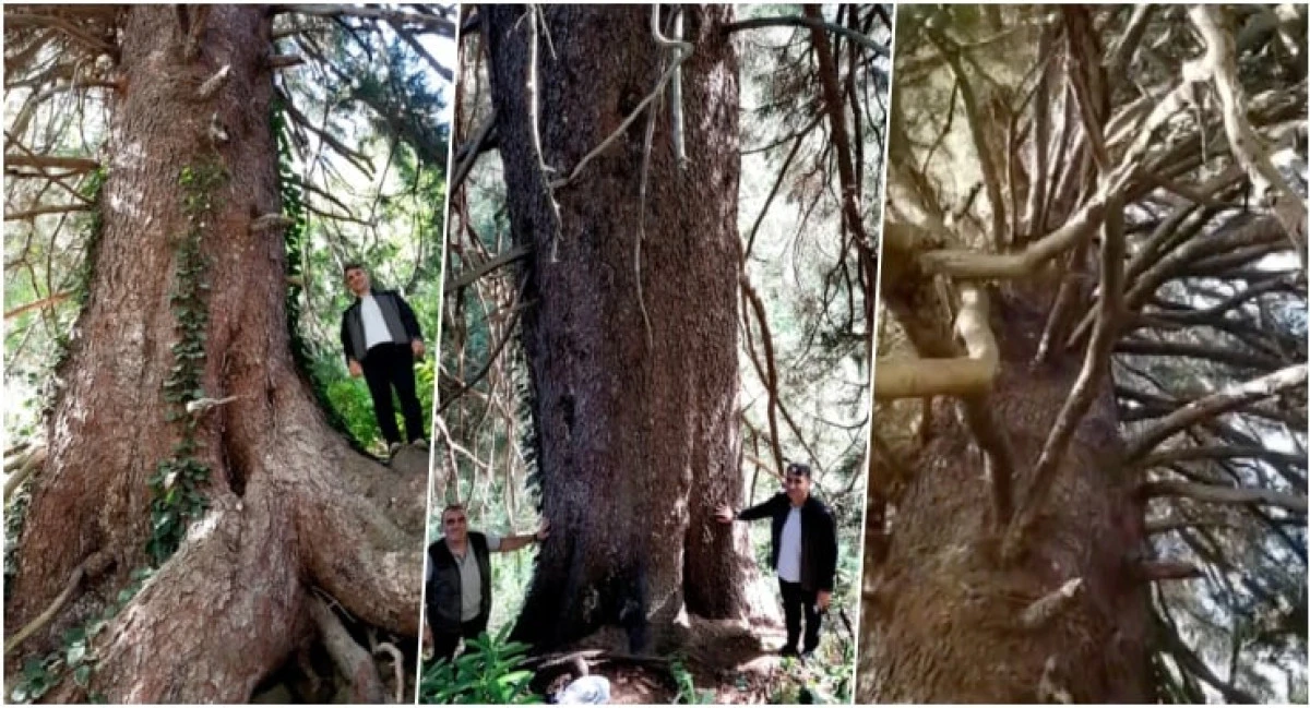 Artvin’de Doğunun En Büyük Ladin Ağacı Keşfedildi: 1000 Yıllık Doğa Mirası