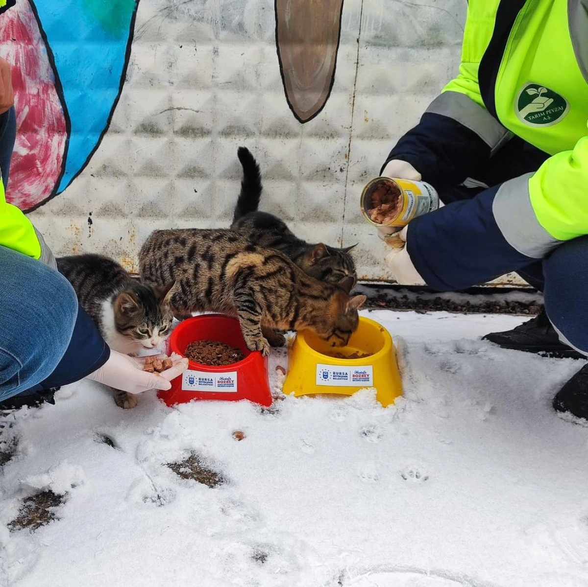 Bursa B&uuml;y&uuml;kşehir patili dostların yanında