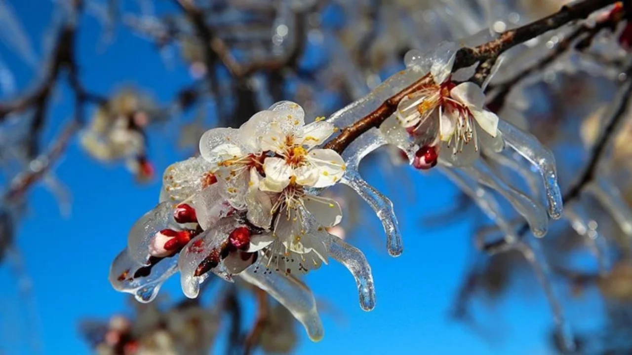 Bursa Valiliği'nden zirai don uyarısı!