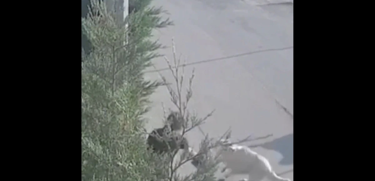 Bursa'da İşe Giden Kadına Köpek Saldırısı