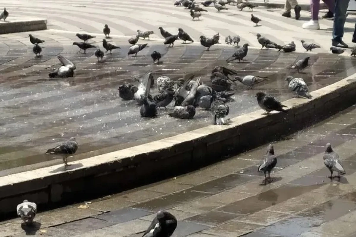 Bursa’da Sıcaktan Bunalan Kuşlar Serin Suya Sığındı