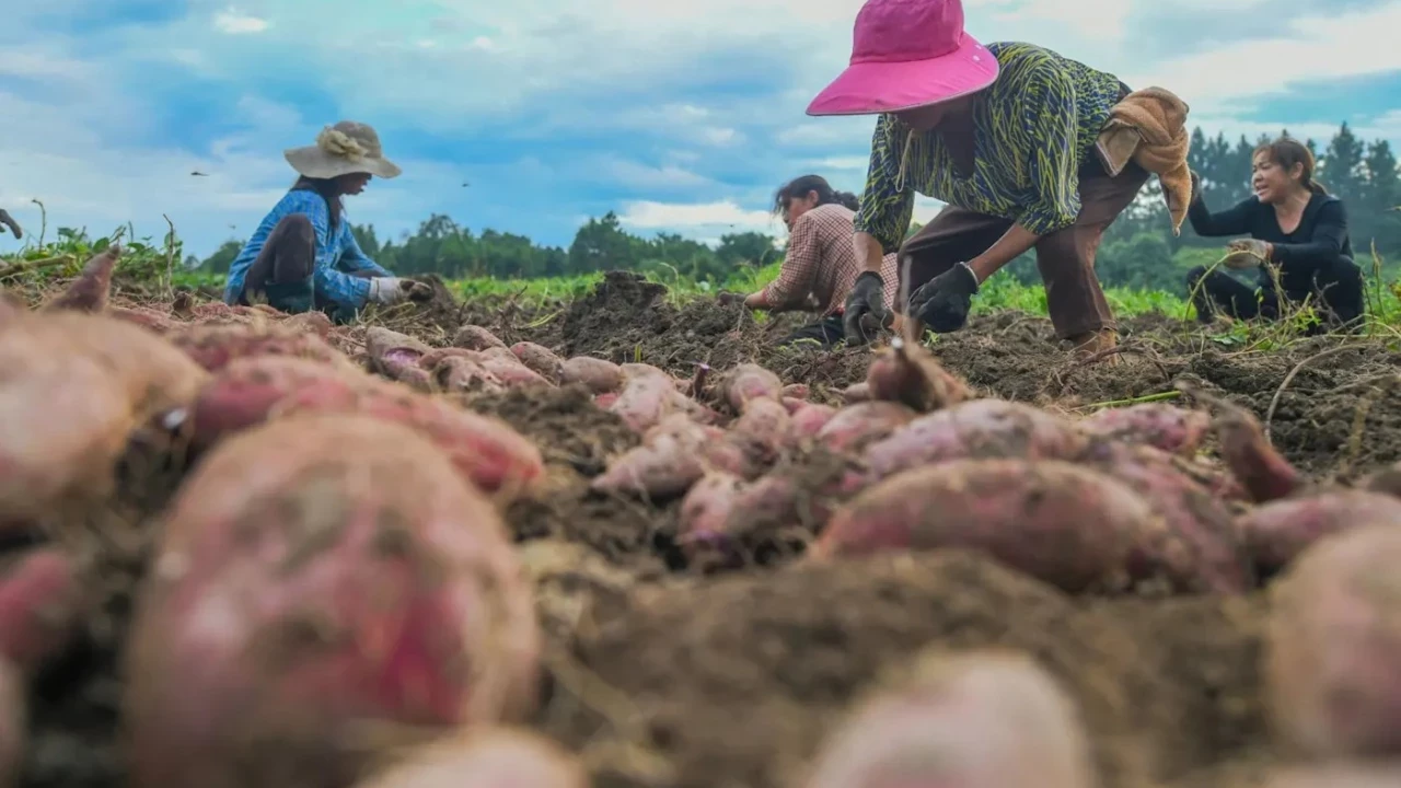 G&ouml;&ccedil; tersine d&ouml;n&uuml;yor Tarihin en b&uuml;y&uuml;k k&ouml;ye d&ouml;n&uuml;ş&uuml; geliyor