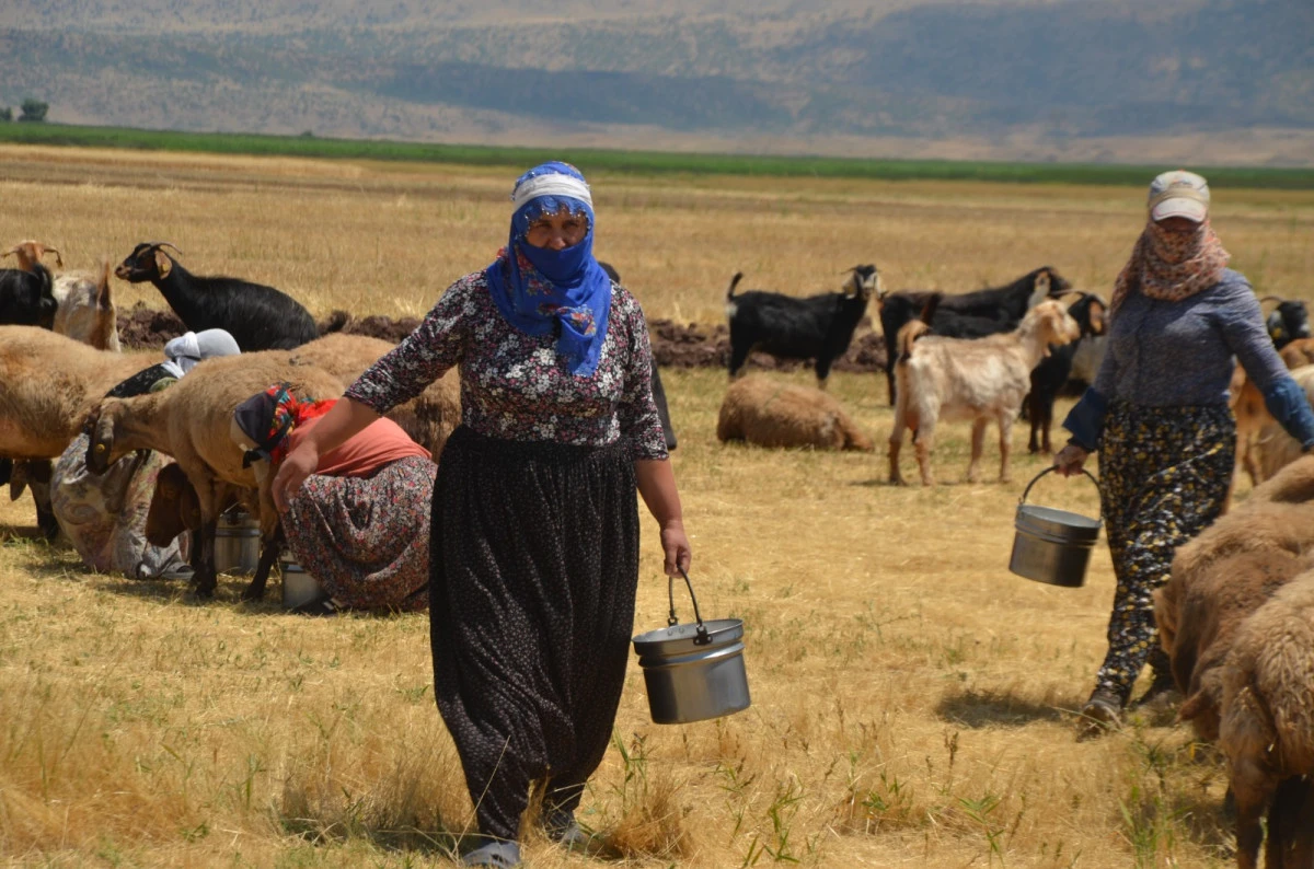 G&uuml;neş doğmadan başlayan yolculuk: Muş&rsquo;ta yaylaların berivanları