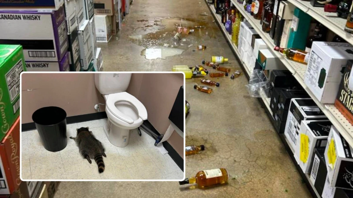 İçki reyonuna dalıp sarhoş oldu, tuvalette sızdı, hikâyesi viral oldu