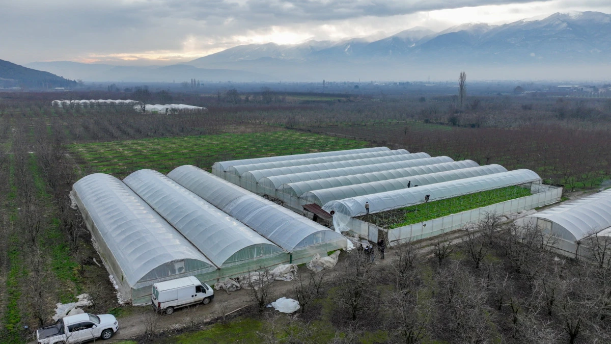 Lodostan zarar g&ouml;ren seralara B&uuml;y&uuml;kşehir desteği