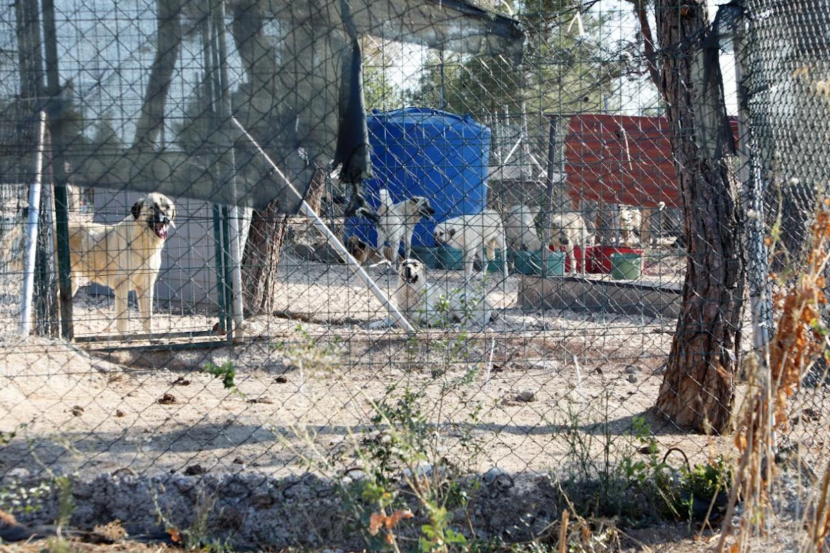 MUDANYA&rsquo;DA CAN DOSTLARIN YAŞAM ALANI B&Uuml;Y&Uuml;YOR