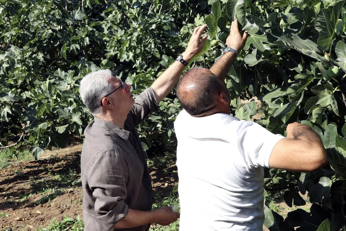MUDANYA&rsquo;DA İNCİR HASADI S&Uuml;R&Uuml;YOR DALGI&Ccedil;&rsquo;TAN İNCİR &Uuml;RETİCİLERİNE HASAT ZİYARETİ