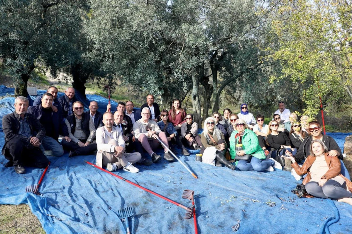 MUDANYA’DA ZEYTİN HASADI SEZONU BAŞLADI