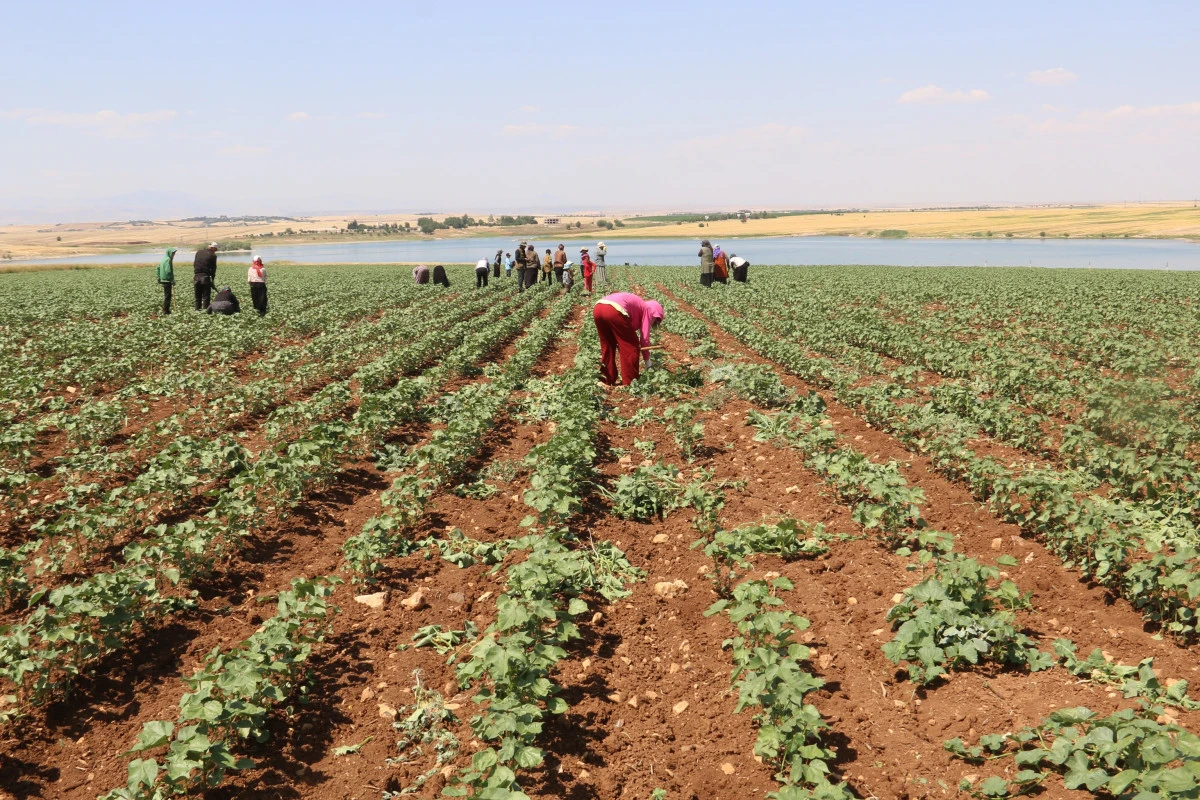Urfa’da mevsimlik tarım işçileri ağır koşullarda çalışıyor