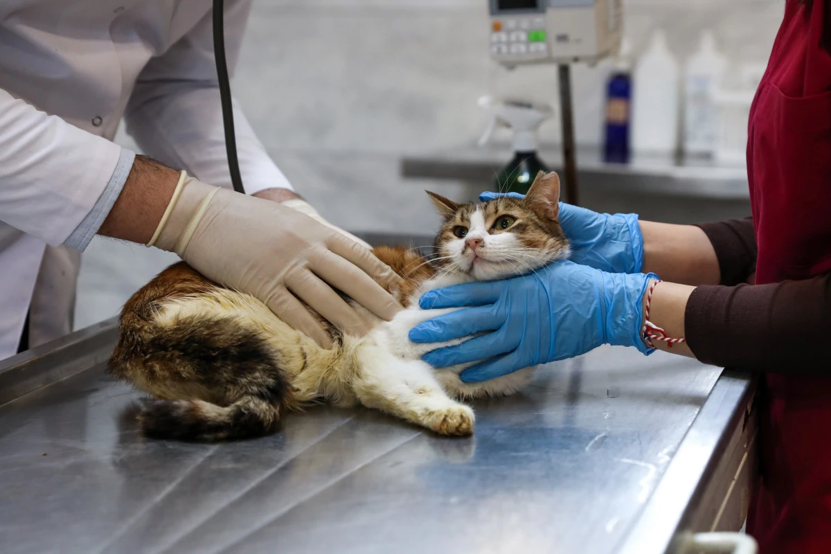 Yaralı kediye B&uuml;y&uuml;kşehir şefkati